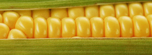 Peut-on interdire le mas OGM NK 603 ?
