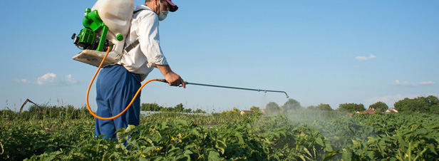 Un rapport du Sénat dénonce la sous-évaluation des risques liés aux pesticides