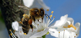 Pesticides nonicotinodes : un risque lev pour les abeilles