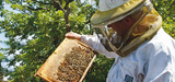 Vers une filire apicole durable en France 