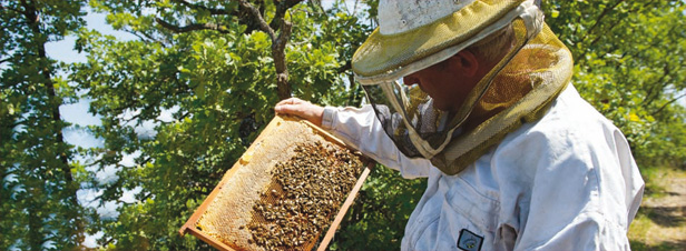 Vers une filire apicole durable en France 