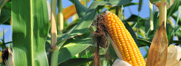 OGM : l'Efsa refuse de conclure sur l'innocuité sanitaire d'un maïs transgénique, faute d'un dossier complet