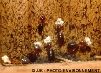 La rglementation sur les termites et autres insectes xylophages se renforce