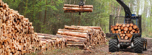 Nouvelle stratgie forestire europenne : pour une gestion quilibre et durable