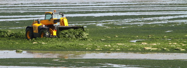 Le plan algues vertes est inefficace, selon des scientifiques