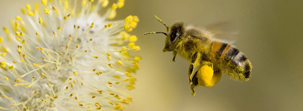 Les abeilles sacrifies sur l'autel de l'agriculture intensive