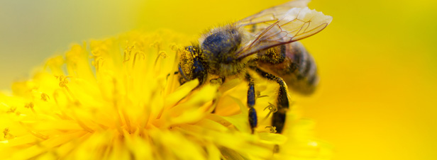 Les pesticides, responsables de la baisse continue de la production de miel franaise