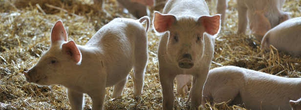 La paille, alternative pour rduire les impacts environnementaux de l'levage porcin 