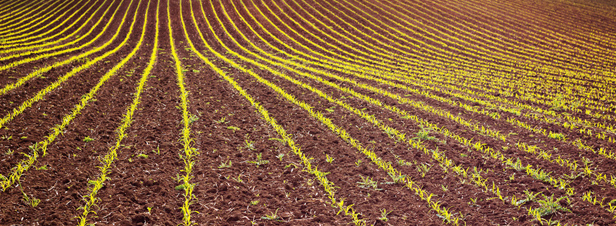 Culture des OGM : un accord europen qui ne fait pas l'unanimit