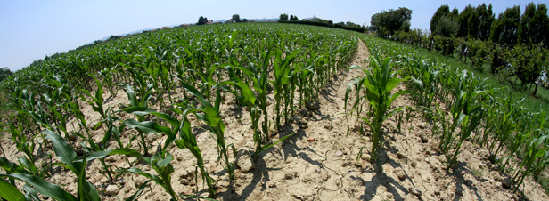 MON 810 : l'Efsa rejette une nouvelle fois le moratoire français