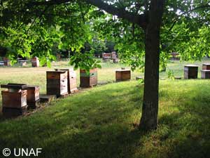 Malgr l'interdiction du Gaucho et du Rgent, l'apiculture franaise reste fragile