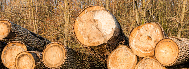 Les exportations de bois franais vers la Chine avivent les tensions