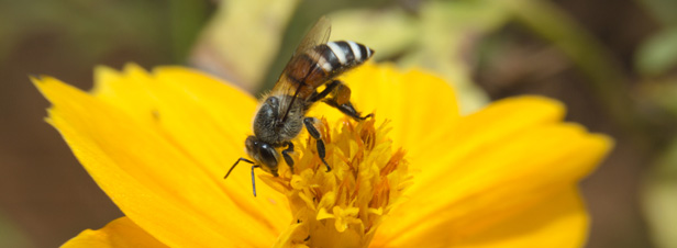 Les abeilles sauvages, sujet d'un plan ministriel