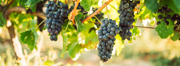 Les consommateurs boostent le verdissement de la vigne