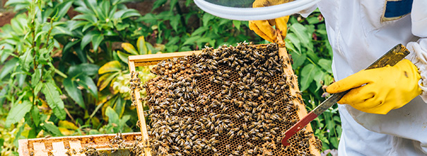 Le plan apicole durable est reconduit jusqu' 2017