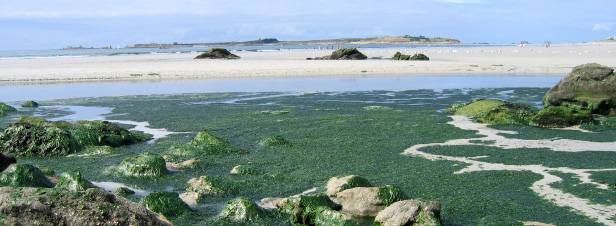 Plan de lutte contre les algues vertes en Bretagne : un bilan mitig