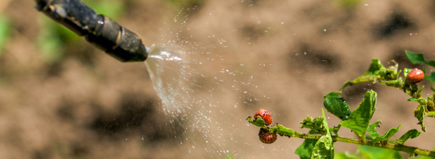 Pesticides : un rapport officiel pointe l'chec du dispositif Certiphyto