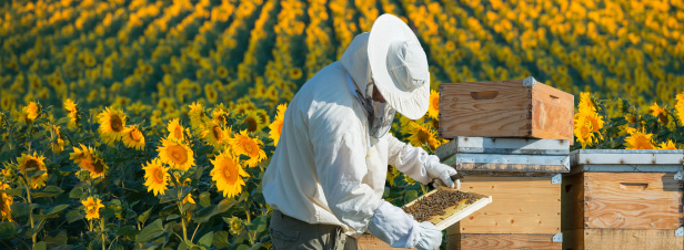 Stphane Le Foll recentre le plan apiculture durable 