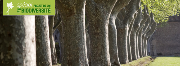 Loi biodiversit : les snateurs renforcent la protection des alignements d'arbres