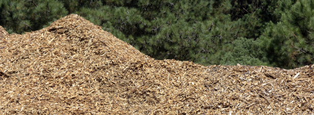 Le Gouvernement lance l'laboration de la stratgie nationale de mobilisation de la biomasse