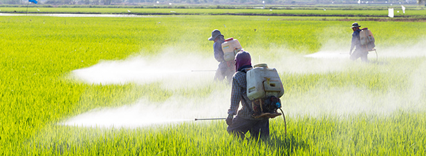 Pesticides: le manque de donnes alerte l'Anses