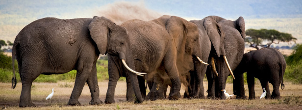La France renforce son interdiction du commerce de l'ivoire 