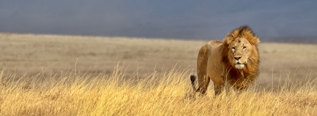 La communaut internationale choue  renforcer la protection des lphants et des lions d'Afrique