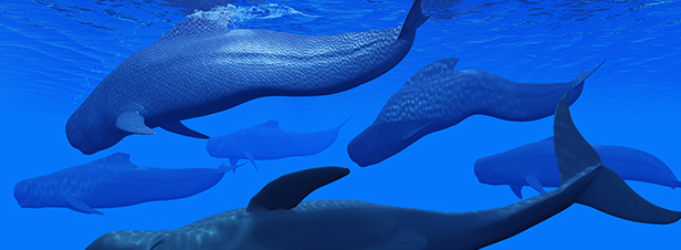 La Commission baleinire internationale choue  sanctuariser l'Atlantique Sud