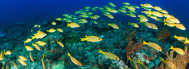 De nouvelles zones ddies  la conservation des ressources halieutiques
