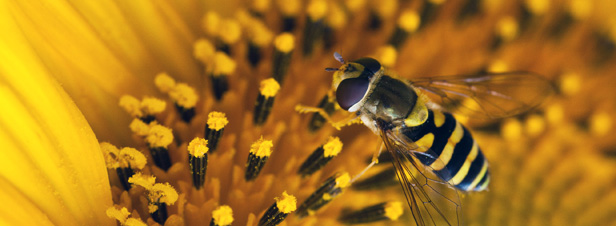 La production vgtale franaise dpendant de l'action des pollinisateurs atteindrait 5 milliards