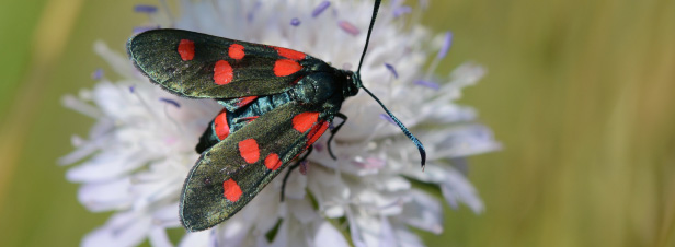L'inquitant dclin des papillons tmoigne des atteintes toujours plus graves  la biodiversit