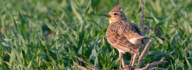 Biodiversit: un phnomne d'uniformisation des communauts d'oiseaux est enclench
