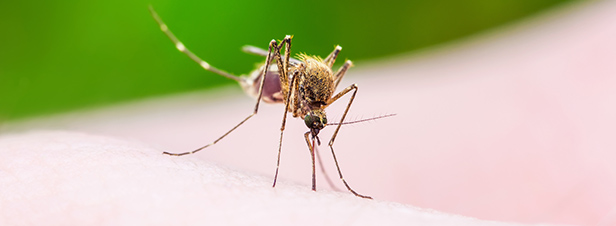 Le Haut Conseil des biotechnologies n'exclut pas le recours  des moustiques gntiquement modifis