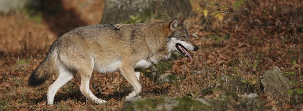 Le nouveau gouvernement confront  la question du loup dans les territoires