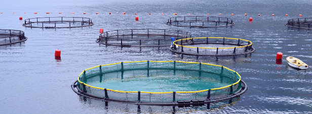 La relance de l'aquaculture franaise passera par la reconqute des cosystmes aquatiques