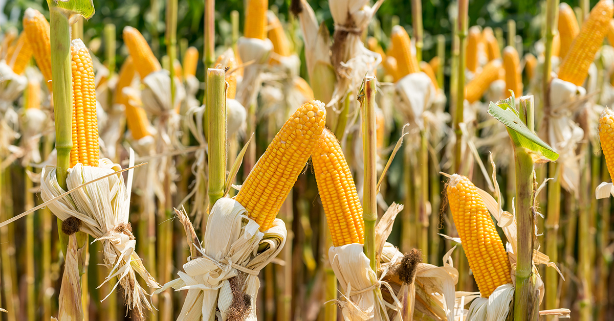 La Commission europenne autorise de nouveaux OGM 