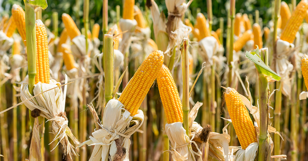 La Commission europenne autorise de nouveaux OGM 