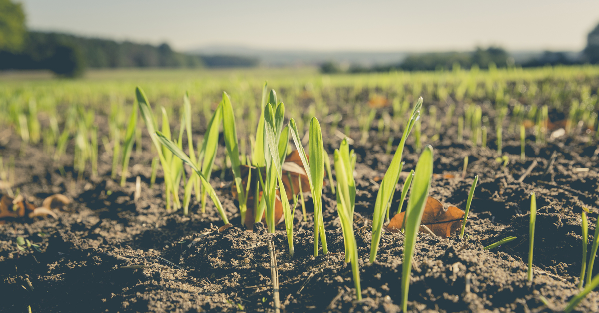 Etats gnraux de l'alimentation: la dernire chance pour le maintien de l'agriculture biologique? 