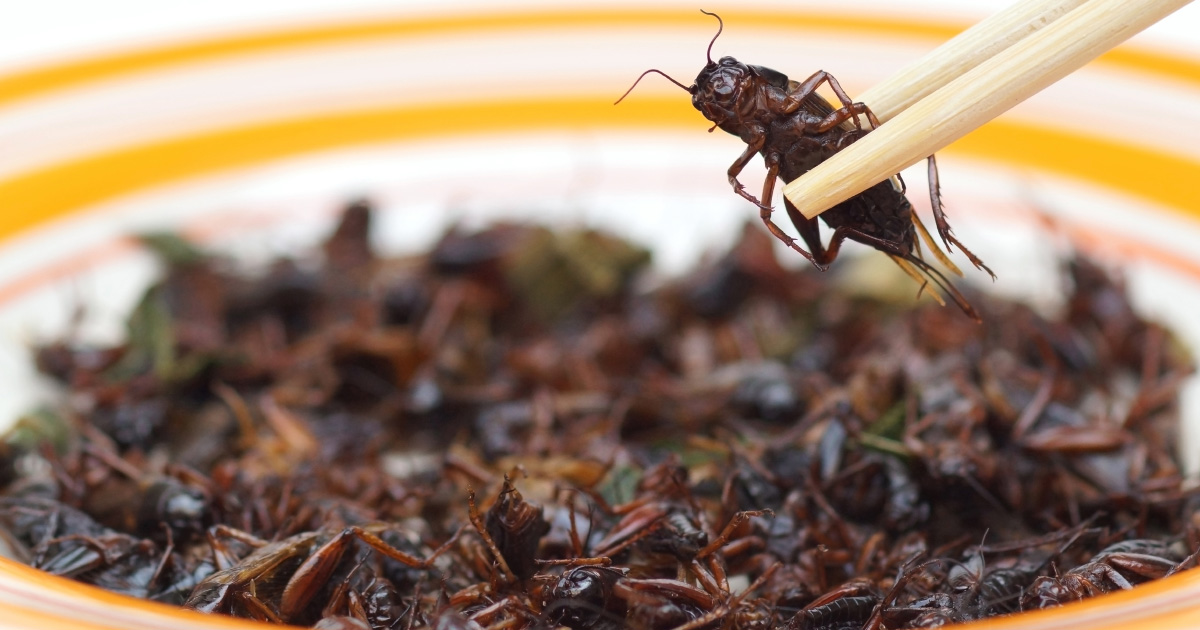 Une nouvelle rglementation encadre les risques prsents par les levages d'insectes