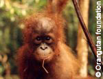 Les orangs-outans victimes de la dforestation en Asie du Sud-Est