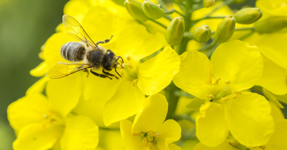 Nonicotinodes: l'agence europenne pour la scurit des aliments confirme le risque pour les abeilles