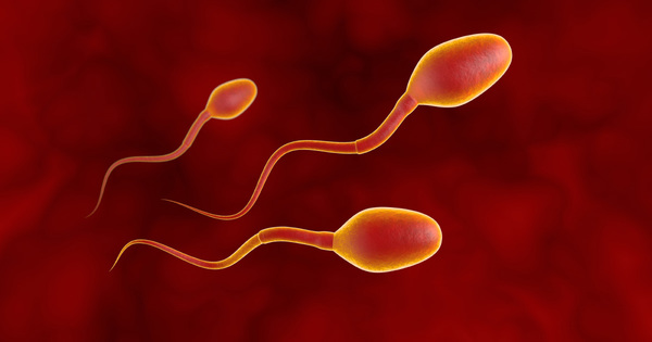 Baisse de la fertilit masculine: les perturbateurs endocriniens  nouveau mis en cause