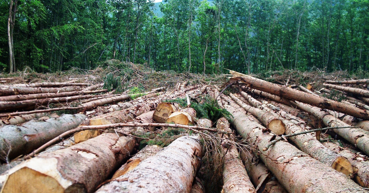 Lutte contre la dforestation importe: une nouvelle stratgie franaise incitative