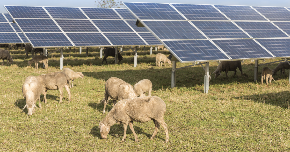 Terres agricoles : la nouvelle frontire du photovoltaque au sol
