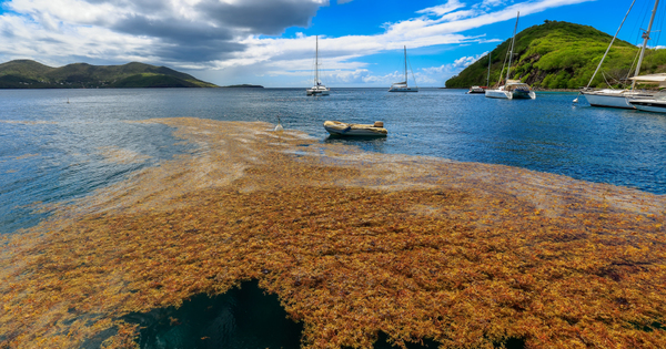 Algues sargasses : la mthanisation est possible, mais difficile  mettre en oeuvre