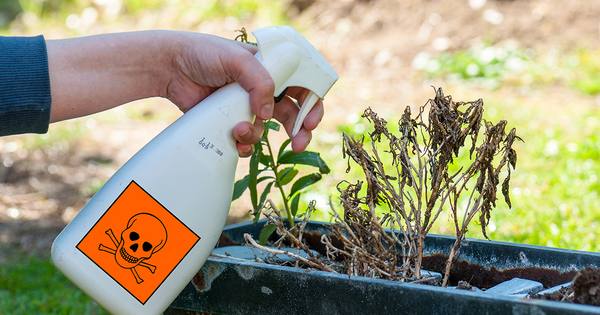 La vente de pesticides aux jardiniers amateurs est interdite  compter du 1er janvier