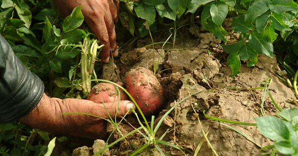 Le nouveau rapport du Giec, une forme de plbiscite pour l'agrocologie