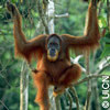 Espces en danger : l'UICN publie sa liste rouge 2007