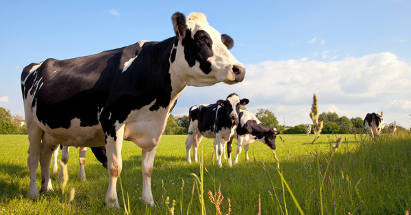 Lubrizol: l´Anses demande une surveillance renforce suite  la leve des restrictions sur le lait 