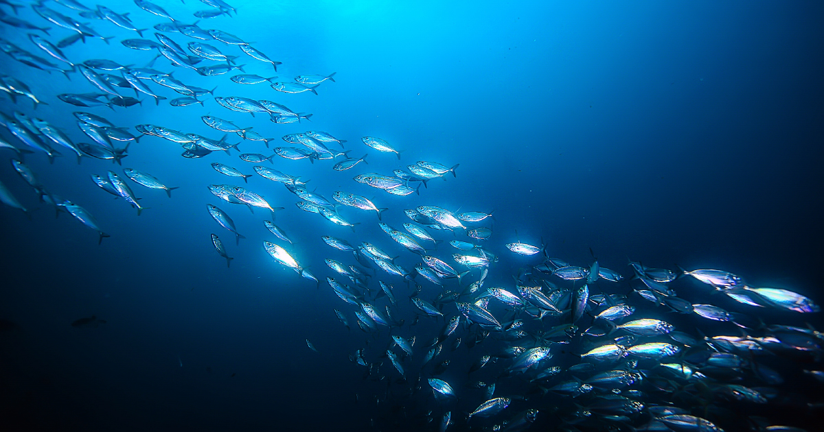 Pche franaise: 49% des poissons pchs proviennent de populations exploites durablement